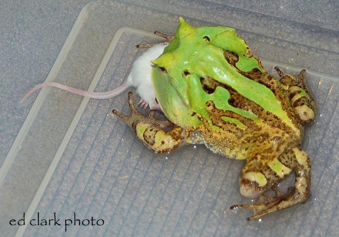 003 - Ceratophrys cornuta.jpg